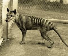 The actual Tasmanian Tiger.