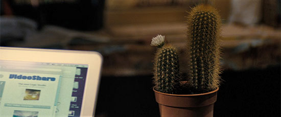 It may not be a majestic saguaro, but I'll be goddamned if that ain't a proud lil' cactus.