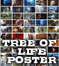 ANOTHER POSTER OF LIFE