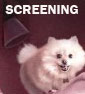 Screening: Young Adult