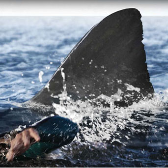 Movie of the Day: THE REEF (2010)
