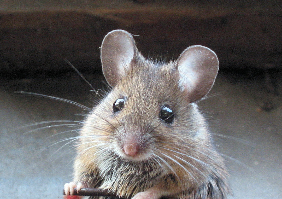 Video: This Mouse is Better Than Anything in the Ice Age Movies