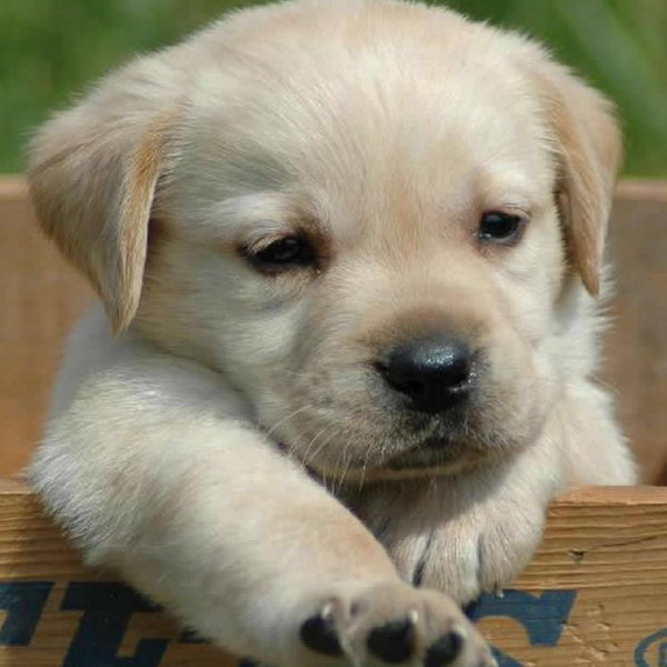 DVD Review: Dogs Decoded