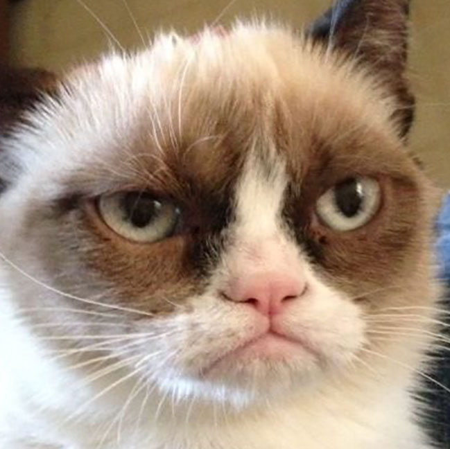 Signal the Horsemen. Grumpy Cat's Worst Christmas Ever is nigh.