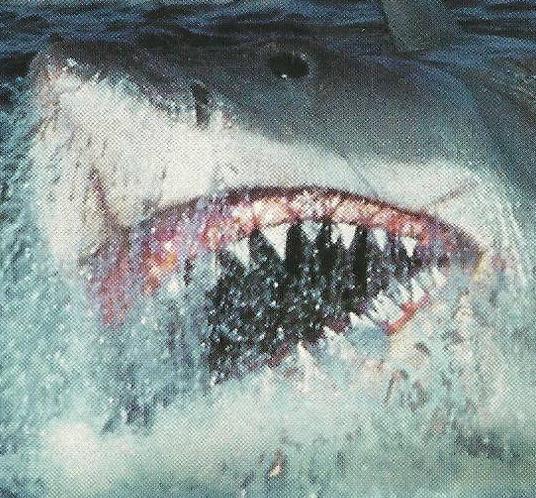 FIN FLICKS: Jaws: The Revenge