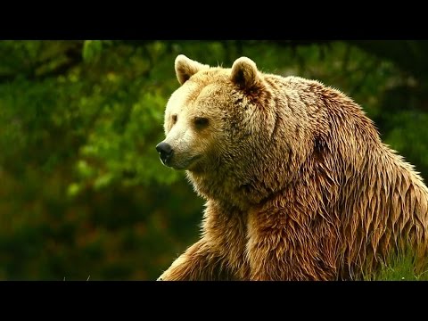 The Horror Of Claridryl Interrupts ‘Unedited Footage Of A Bear'
