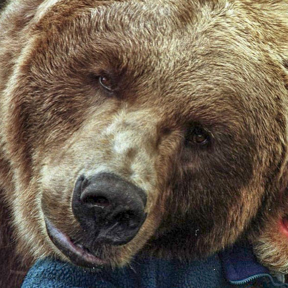 Disney Continues Live Action Announcement Tirade with ‘Winnie the Pooh'