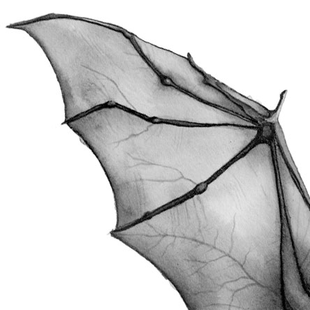 More BvS Batstuff: The Batwing