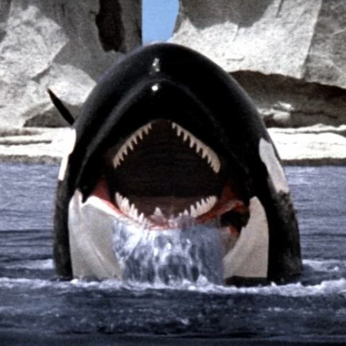 You Better Watch Out! — Orca